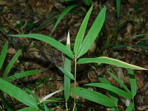 Image of Hill Cane (Arundinaria appalachiana) by (c) Michael J. Papay, some rights reserved (CC BY)