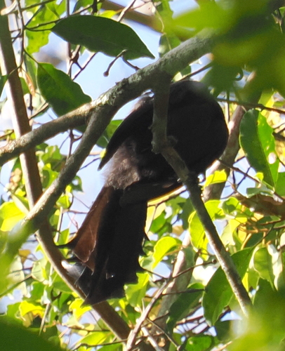 Ratchet-tailed Treepie (Temnurus temnurus), photo 5