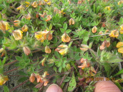 Lotus suaveolens