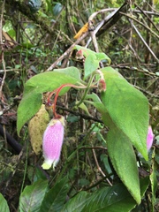 Kohleria affinis
