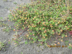 Lotus suaveolens