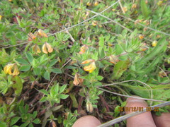 Lotus suaveolens
