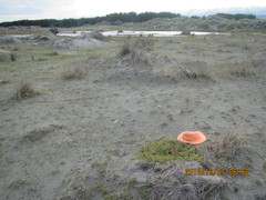 Lotus suaveolens