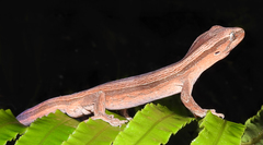 Toropuku inexpectatus