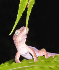 Toropuku inexpectatus