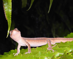 Toropuku inexpectatus