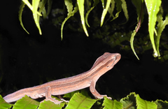 Toropuku inexpectatus