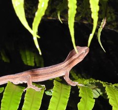 Toropuku inexpectatus