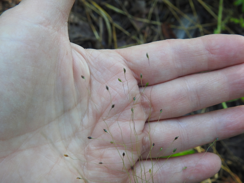 Carolina crabgrass from Bastrop County, TX, USA on June 6, 2023 at 08