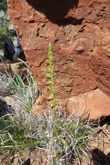 Platanthera leptopetala