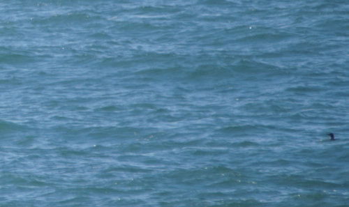 Gaviiformes