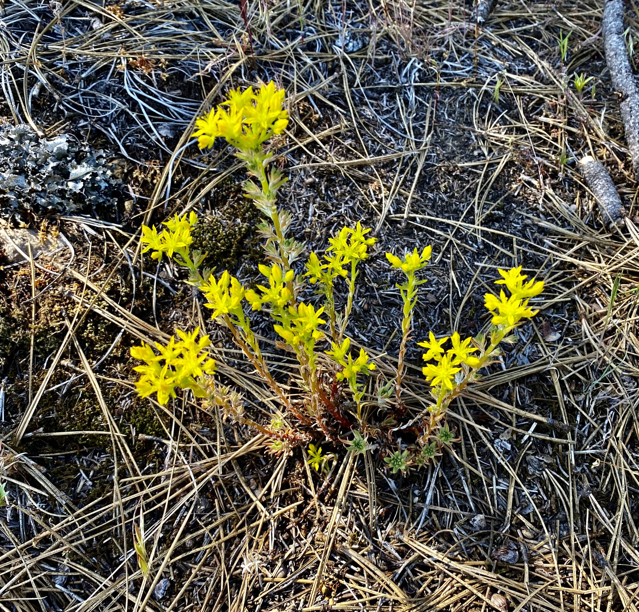 Sedum stenopetalum