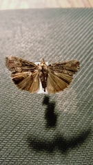Hypena sordidula
