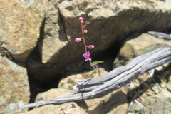 Streptanthus glandulosus hoffmanii