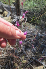 Streptanthus glandulosus hoffmanii