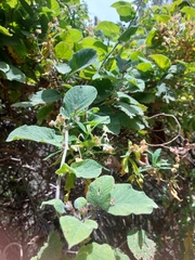 Convolvulus canariensis image