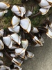 Goose Barnacle - Photo (c) Howard Horne, some rights reserved (CC BY-NC), uploaded by Howard Horne