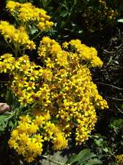 Senecio halimifolius