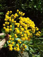 Senecio halimifolius