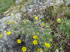 Potentilla subgorodkovii