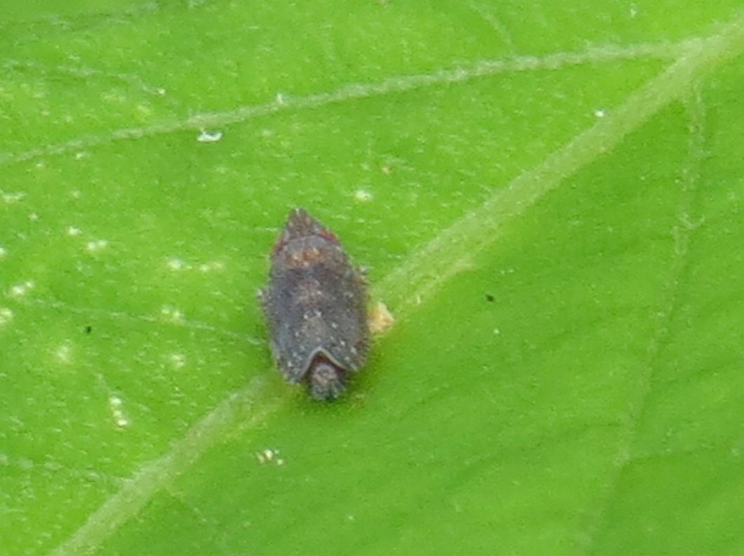 Scaphytopius magdalensis | Insect Vectors of Plant Disease