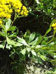 Senecio halimifolius