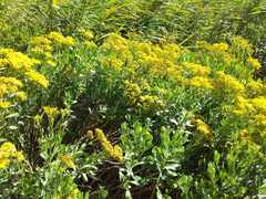 Senecio halimifolius