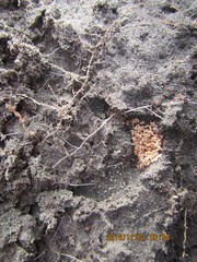 Ponerinae