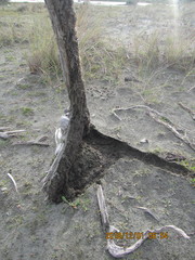 Ponerinae