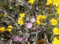 Eremalche parryi kernensis