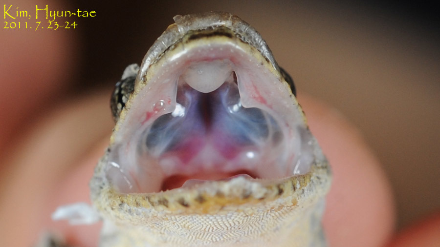 Schlegel's Japanese Gecko