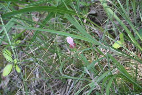 Image of Spigelia alabamensis by (c) Stephan Eselgroth, some rights reserved (CC BY-SA)