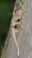 Gekko japonicus