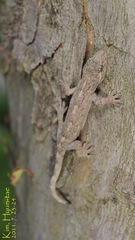 Gekko japonicus
