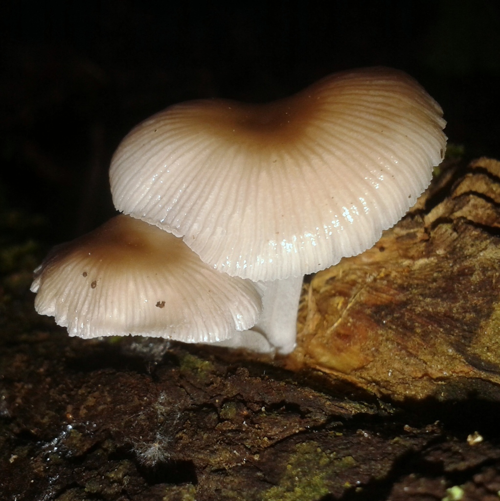 Mycena margarita · August 2015 · photo: © vinicius_s_domingues (iNaturalist, cc-by)