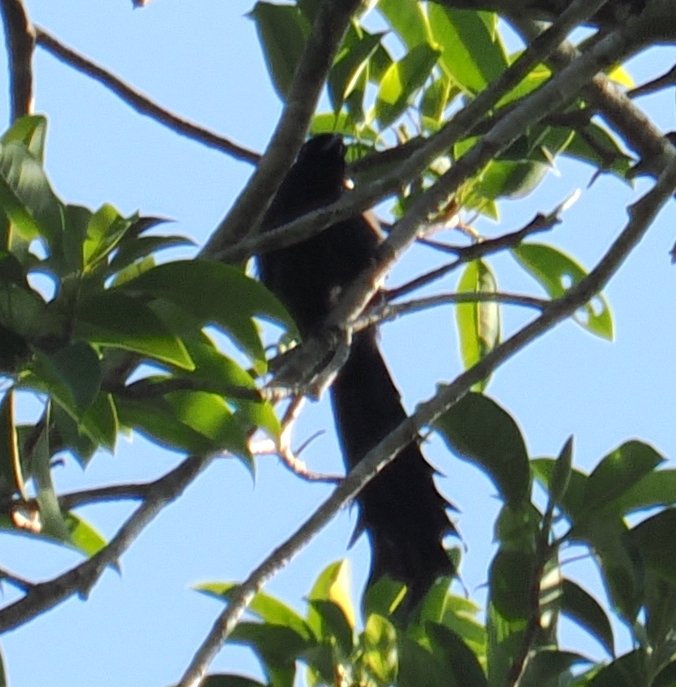 Ratchet-tailed Treepie