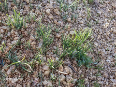 Pectocarya platycarpa