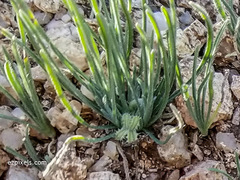 Pectocarya platycarpa