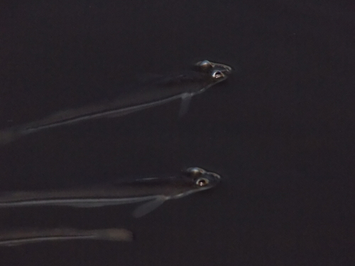 Pacific Four-eyed Fish
