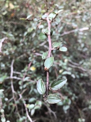 Ceanothus oliganthus sorediatus