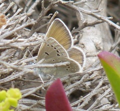 Icaricia icarioides parapheres