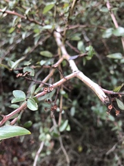 Ceanothus oliganthus sorediatus