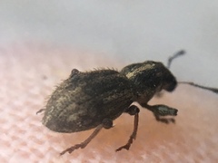 Andrion regensteinense