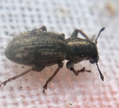 Andrion regensteinense