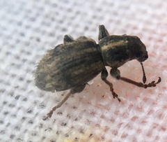 Andrion regensteinense