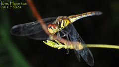 Sympetrum infuscatum