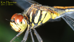 Sympetrum infuscatum