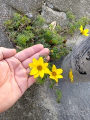 Bidens aurea