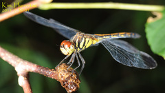 Sympetrum infuscatum