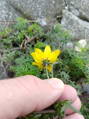 Bidens aurea
